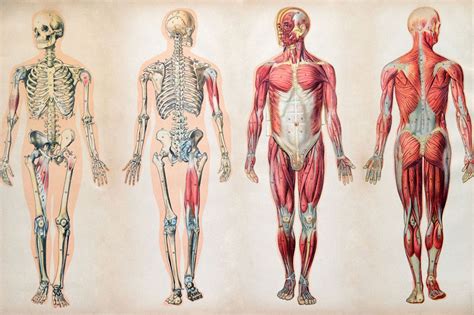 Grade 11 Biology Unit 5 – Anatomy of Mammals – YMCA Academy