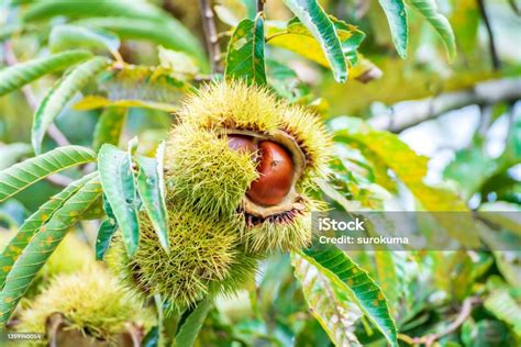 Japanese Chestnut Tree Stock Photo - Download Image Now - Autumn, Chestnut - Food, Close-up - iStock