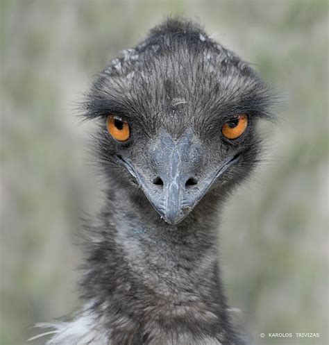 Emu is a large flightless bird native to Australia. It can sprint at 50 ...