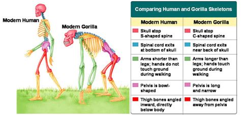 Human-Gorilla Hybrid Baby Born in INDIA