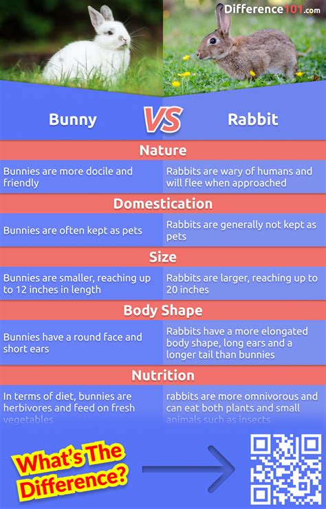 Hare Rabbit? Know The Difference For Fluent English