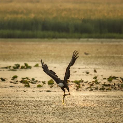 Eagle Flying Over Water · Free Stock Photo