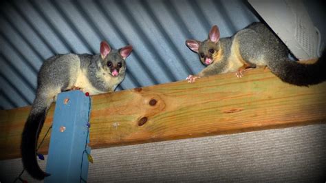 The science that stops possums eating your garden | Pursuit by The University of Melbourne