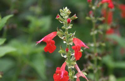 Cedar Sage | Central Texas Gardener