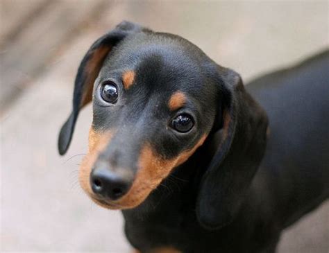 cute dachshund - Google Search | Dachshund puppy black, Puppy dog eyes, Dachshund puppies