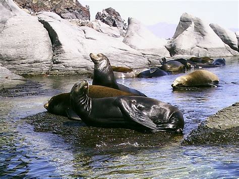 Pinniped Mammalia and Predators ~ planetanimalzone