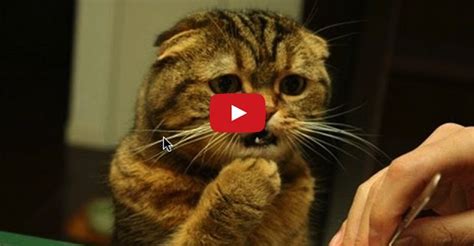 Cute Cats Feeling Confused - A Great Compilation - We Love Cats and Kittens