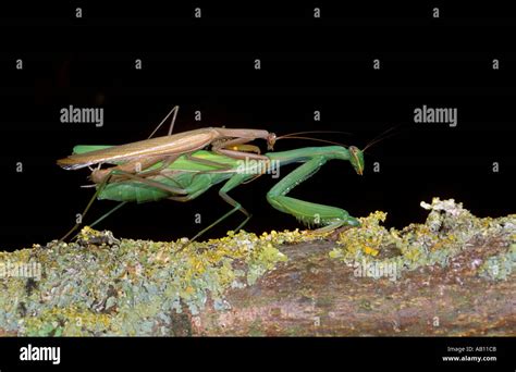 Praying Mantis, Mantis religiosa. Mating Stock Photo - Alamy