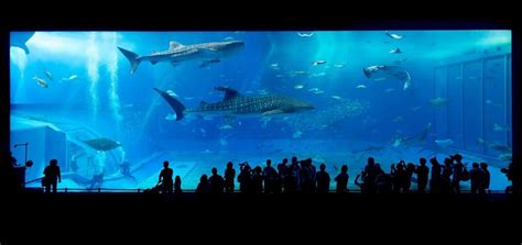 Cutting-edge interactive aquarium Blue Zoo opens in Oklahoma City