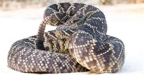 Eastern Diamondback Rattlesnake Pictures - AZ Animals