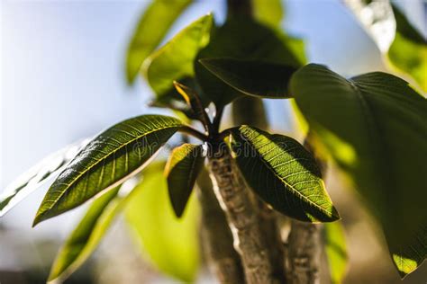 Close-up of Frangipani Plant Indoor by the Window with Backyard Bokeh Stock Photo - Image of ...