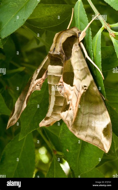 Pandora sphinx moth on foliage Stock Photo - Alamy