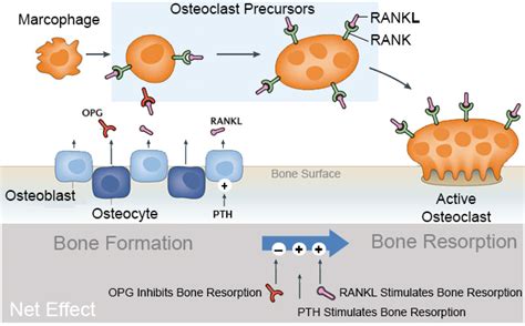 Bone Signaling & RANKL - Basic Science - Orthobullets