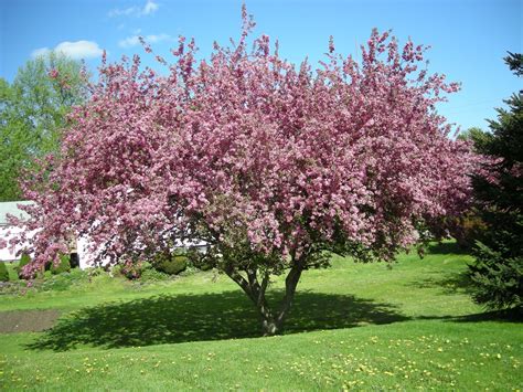 Crabapple Tree Planting