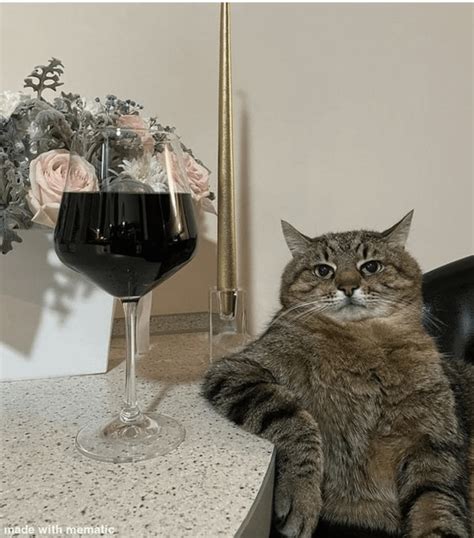 Cat sitting beside glass of wine : r/memarket