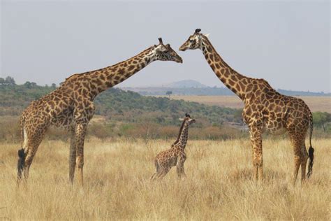 20 Wild Animals in Tanzania [Wildlife in Tanzania] - Kevmrc