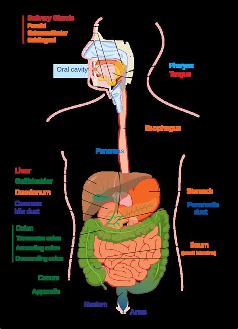 Protein losing enteropathy - Alchetron, the free social encyclopedia