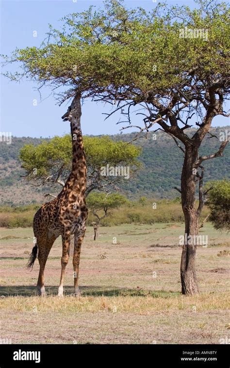 Giraffe feeding from an acacia tree Stock Photo - Alamy