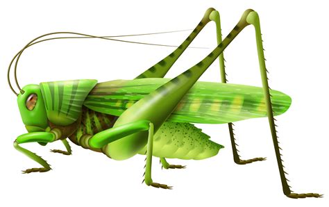 Cricket Insect Clipart | Free download on ClipArtMag