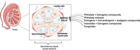 Frontiers | Impact of endocrine disrupting chemicals and pharmaceuticals on Sertoli cell ...