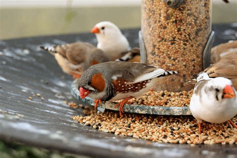 Finch Aviary Design and Plans | Aviaries and Bird Rooms