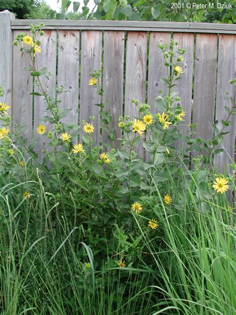 Silphium integrifolium (Rosinweed): Minnesota Wildflowers