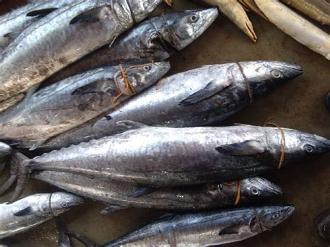 Surmai Fish Buy surmai fish for best price at INR 550 / Kilogram ( Approx )