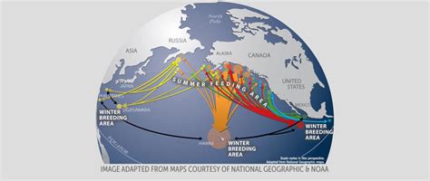 Humpback Whale Watching Information | Activities in Hawaii