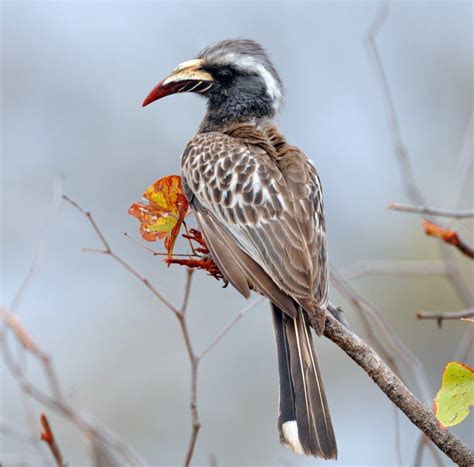 African Grey Hornbill | IUCN Hornbill Specialist Group