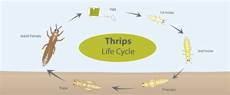 Thrips Life Cycle