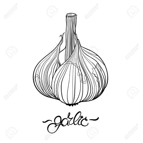 Garlic Drawing at GetDrawings | Free download