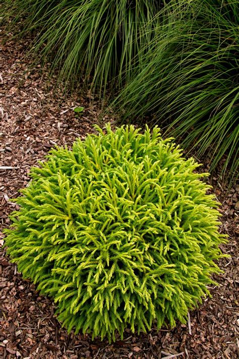 Pin on Zen Garden