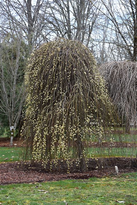 Weeping Pussy Willow (Salix caprea 'Pendula') in Columbus Dublin Delaware Grove City Gahanna ...