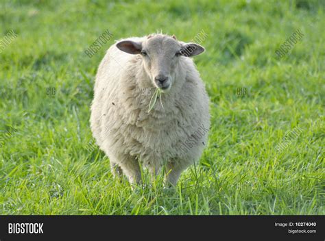 Sheep Eating Grass Image & Photo (Free Trial) | Bigstock