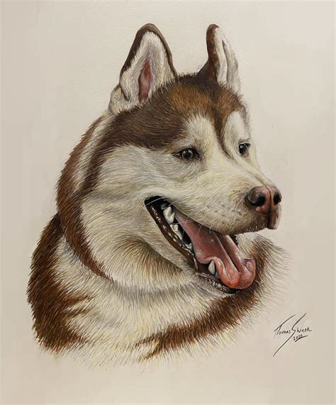 Realistic drawing I did of a husky last week : r/AnimalArt