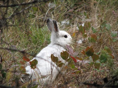 Research identifies how snowshoe hares evolved to stay seasonally camouflaged