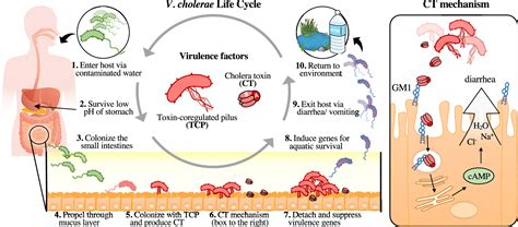 Vibrio Cholerae Cell Structure