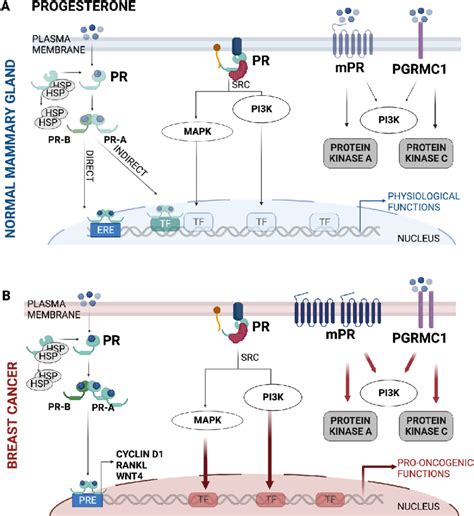 Progesterone receptors and signaling pathways in normal mammary gland... | Download Scientific ...