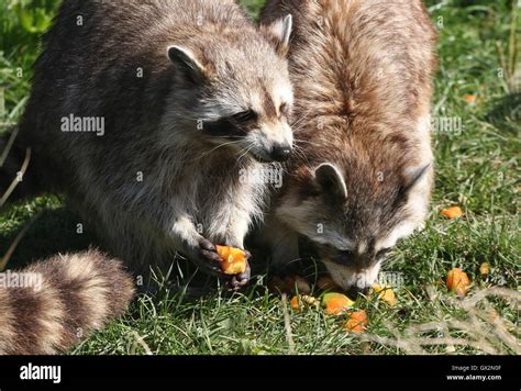 Raccoons eating hi-res stock photography and images - Alamy