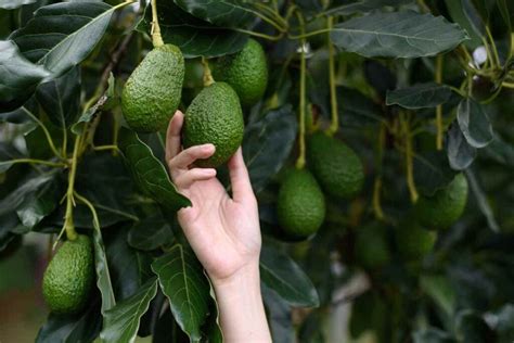 How to Harvest Avocados in 3 Easy Steps - Minneopa Orchards