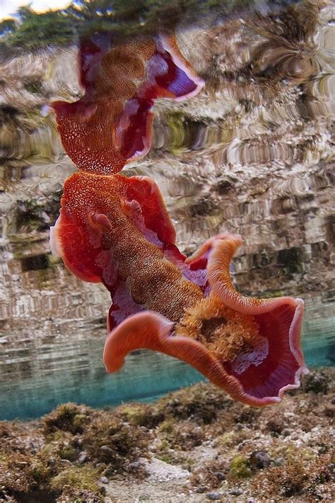 The spanish dancer is one of the largest species and best swimmers of the nudibranchs. | Life ...