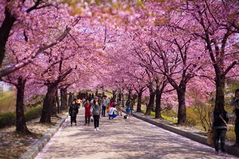 13 Tempat Terbaik Untuk Melihat Bunga Sakura Di Jepang