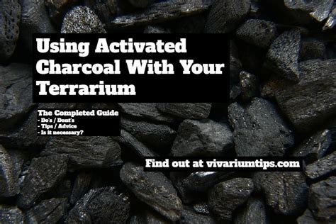 Why Is Activated Charcoal For Terrarium Necessary? - VivariumTips