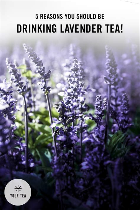 5 Reasons to Drink Lavender Tea | Your Tea Blog