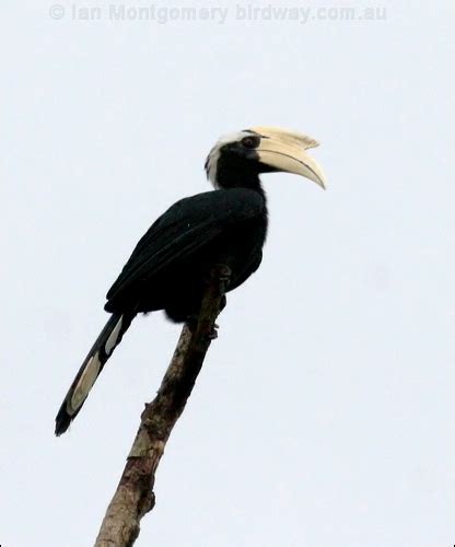 Black Hornbill photo image 3 of 4 by Ian Montgomery at birdway.com.au