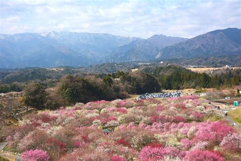 Top 10 Things to Do in Japan in March – Japan Travel Guide -JW Web Magazine