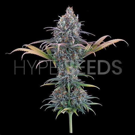 Purple Urkle Seeds | Hype Seeds - Ensure Your Garden's Success with Our ...