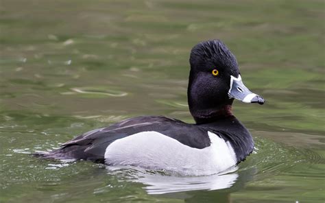 Ring-necked Duck | Audubon Field Guide