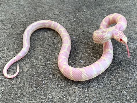 Albino Abberant/Jungle California King Snake for sale | Snakes at Sunset