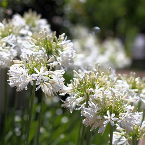 White Agapanthus Plants for Sale | FastGrowingTrees.com